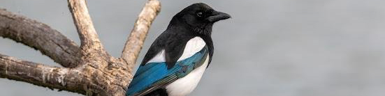 Zapojte se do mapování nocovišť strak v Praze a okolí!