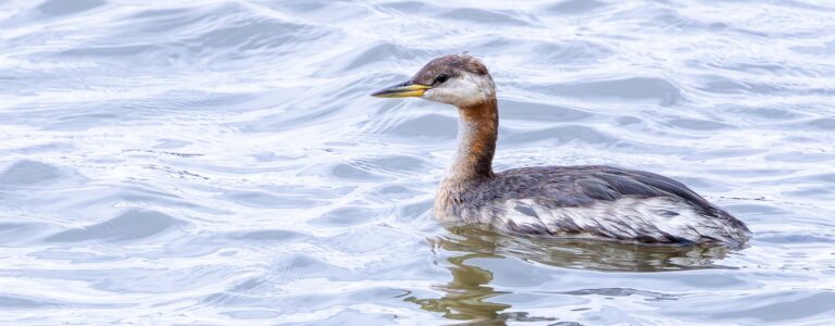 Rarity v regionu: Podzim 2025