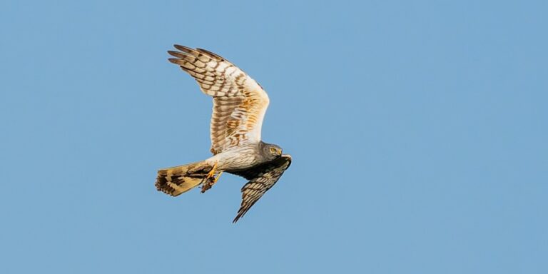 Neobvyklé hnízdění páru motáka lužního (Circus pygargus) ve druhém kalendářním roce života na Kladensku