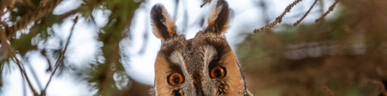 Mapování kalousů nekončí – pokračujeme s mapováním hnízdišť v Praze.